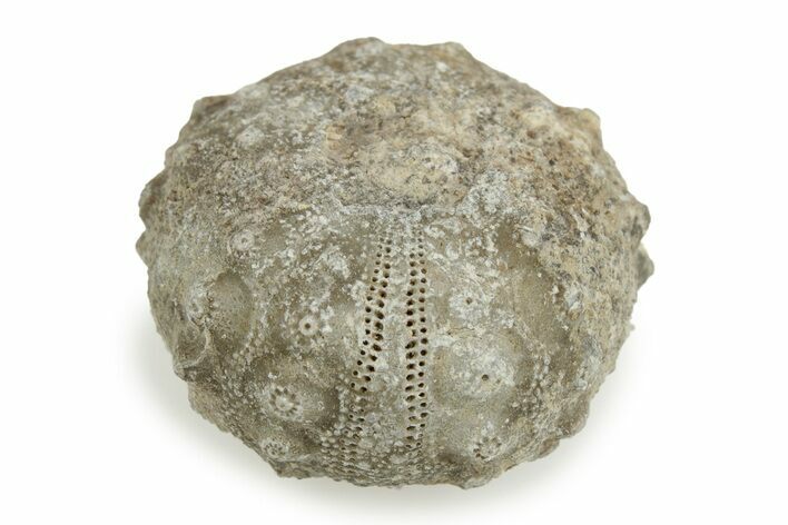 1" Jurassic Fossil Echinoids (Sea Urchins) - Morocco - Photo 1